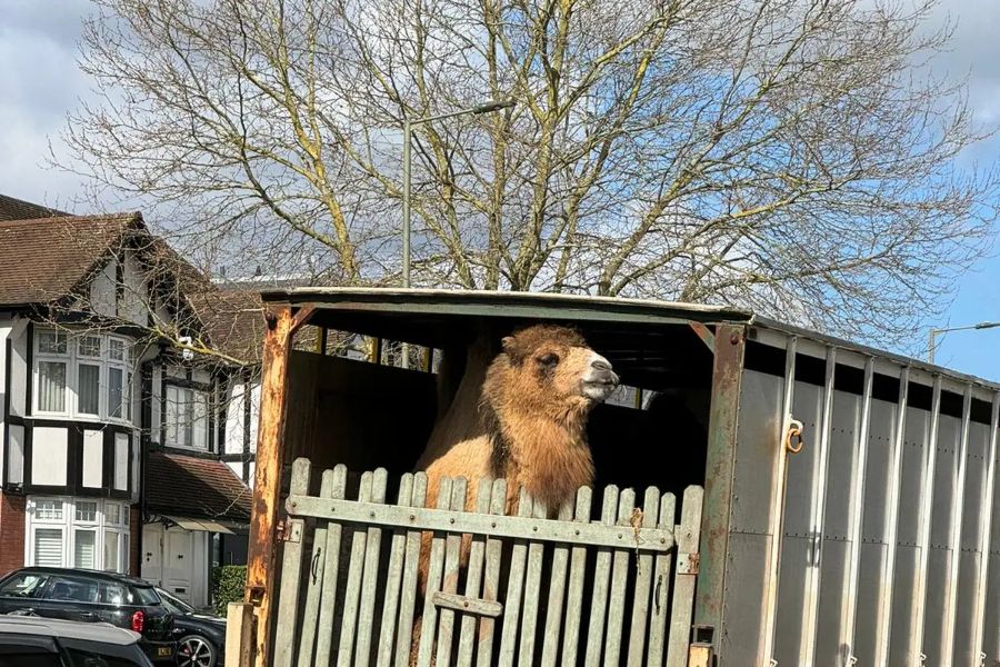 How two camels stole the show at Hendon Purim party - The Jewish